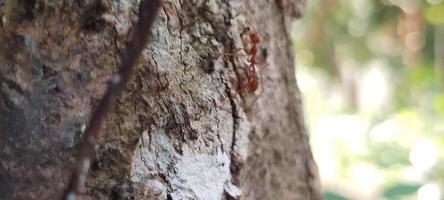 kerengga is een groot rood mier dat is bekend naar hebben een hoog vermogen naar het formulier geweven band voor hun nesten is gebeld wever mier foto
