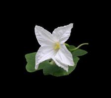 klimop kalebas of coccinia grandis blad. dichtbij omhoog exotisch wit bloem Aan groen blad geïsoleerd Aan zwart achtergrond. top visie wit bloemen. foto