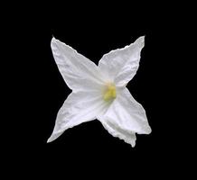 klimop kalebas of coccinia grandis blad. dichtbij omhoog exotisch wit bloem geïsoleerd Aan zwart achtergrond. top visie wit bloemen. foto