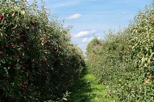 appel boom in de oud land- De volgende naar Hamburg foto