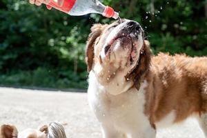 dorstig st. Bernard hond drinken van plastic fles buitenshuis in heet zomer dag, water spatten en sprays foto