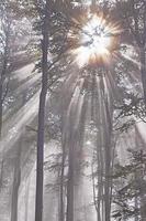 zonnestralen in het bos foto