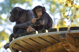 chimpansees hangende uit in een dierentuin foto