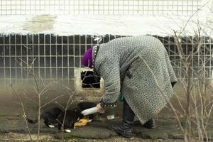 oud vrouw feeds katten in tuin. gepensioneerde met verdwaald katten. foto