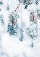 sneeuw Aan de pijnboom boom bladeren in winter seizoen, wit achtergrond foto