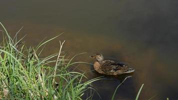 een groot moeder eend, eendjes rust uit Aan de kust van de reservoir en zwemmen. foto