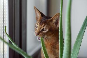 een abessijn kat zittend Aan de vensterbank bijten de aloë bloem foto