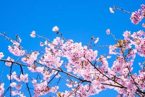 mooi kers bloesem sakura bloeiend tegen blauw lucht vol bloeien in voorjaar seizoen foto