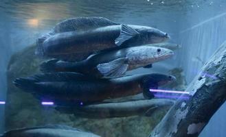 snakehead vis in aquarium. zoetwater vis foto