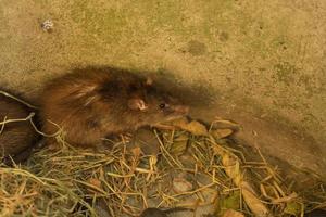 boerderij ratten verheven in cement vijvers voor uitverkoop foto