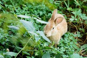 bruin konijn Aan groen gras. schattig zoet lief harig konijn in zomer zonnig dag