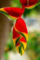 heliconia rostrata, cakar kreeft gantung is een kruidachtig meerjarig fabriek inheems naar el salvador, Peru, Bolivia, Colombia, Venezuela, costa rica, en Ecuador, en genaturaliseerd in puerto rico. foto