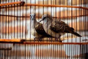 perkutut jawa is een soorten van vogel in de columbidae stam. foto