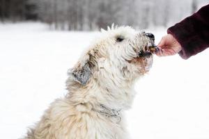 voeden hond door eigenaar hand. zuiden Russisch herder hond voor een wandelen in wintertijd. foto