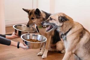 twee hongerig honden zijn aan het wachten voor voeden. de eigenaar geeft zijn honden de kommen van korrels. foto