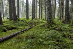 korstmos gedekt naald- boom boomstammen Aan groen Woud verdieping foto