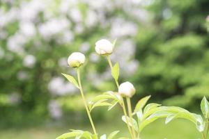 bloemknoppen van wit pioenen groeit in de tuin foto