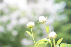 bloemknoppen van wit pioenen groeit in de tuin foto