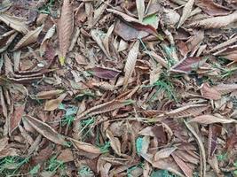 herfst bladeren viel van de bomen foto