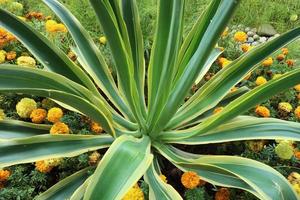 agave desmetiana variegata of vaak gebeld bont glad agave heeft een heel snel aanpassingsvermogen naar groeien. foto