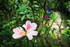 Japans frangipani bloemen of adenium in bloeien in roze en wit. foto