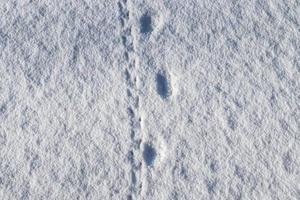 voetafdrukken van dieren en vogelstand in vers wit sneeuw in winter foto