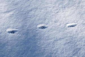 voetafdrukken van dieren en vogelstand in vers wit sneeuw in winter foto