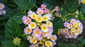 lantana camara gemeenschappelijk lantana is een soorten van bloeiend fabriek in de verbena familie verbenaceae, inheems naar tropisch Amerika. foto