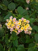 lantana camara gemeenschappelijk lantana is een soorten van bloeiend fabriek in de verbena familie verbenaceae, inheems naar tropisch Amerika. foto