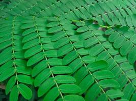 albizia lebbeck geel trembési bladeren zijn breed gecultiveerd in de tropen foto