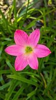 de roze regen lelie is een soorten van fabriek van de geslacht zephyranthes of regen lelie inheems naar Peru en Colombia. foto