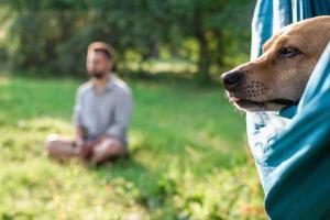 dichtbij omhoog gezicht van schattig bruin hond in hangmat Aan achtergrond van zomer park met zijn eigenaar wie is mediteren. foto