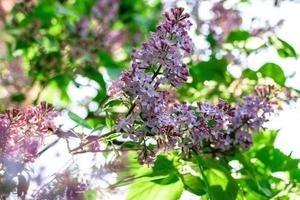 bloeiend voorjaar seringen bloemen in tuin Aan wazig achtergrond met zonlicht. foto