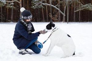 voeden de hond van de eigenaren hand. zwart wit hond Aan een wandelen in winter besneeuwd Woud. foto