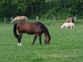 wandelen in Westfalen in de buurt duelmannen foto