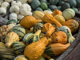 veel oranje pompoenen foto