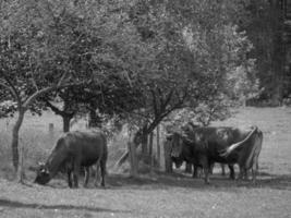 koeien in het duitse münsterland foto