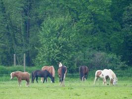 wandelen in Westfalen in de buurt duelmannen foto