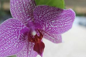 selectief focus van roze doritaenopsis of phalaenopsis orchideeën in de tuin. met een wazig achtergrond. gebruik van natuurlijk achtergronden foto