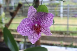 selectief focus van roze doritaenopsis of phalaenopsis orchideeën in de tuin. met een wazig achtergrond. gebruik van natuurlijk achtergronden foto