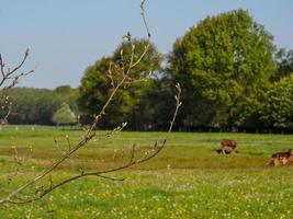 wandelen in de buurt reken maar in de Duitse münsterland foto