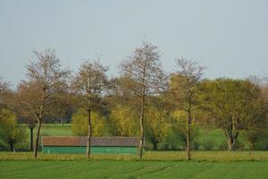 bomen in Westfalen foto