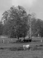 zomer tijd in de Duitse münsterland foto