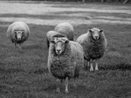 de natuur in Westfalen foto