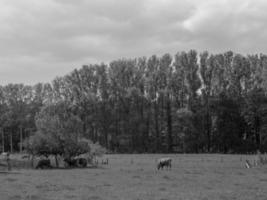 koeien in het duitse münsterland foto