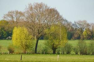 bomen in Westfalen foto