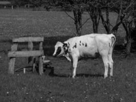 zomer tijd in de Duitse münsterland foto