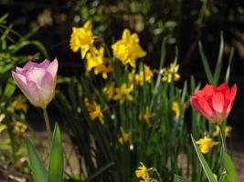 voorjaar tijd in de tuin foto