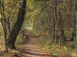 wandelen in de buurt burlo in Westfalen foto