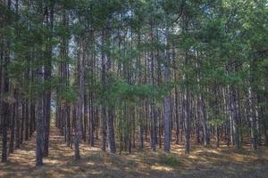 rijen van Woud pijnboom bomen. natuurlijk achtergrond foto